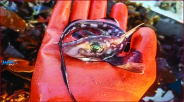 لغز الأسنان.. نمو غير معتاد لأسنان القرش الشبح على الجبهة